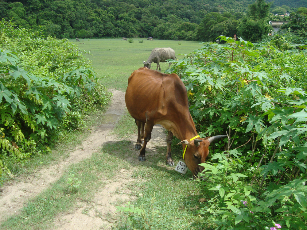 Billy in Pui O, Hong Kong